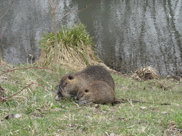 Nutria riečna na paši