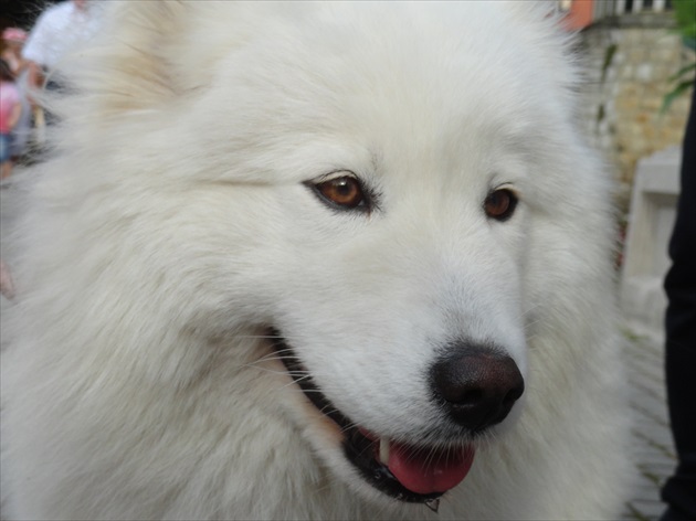 tak, to som ja - samojed