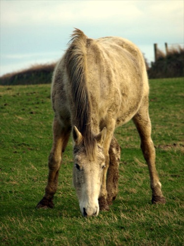 Konik