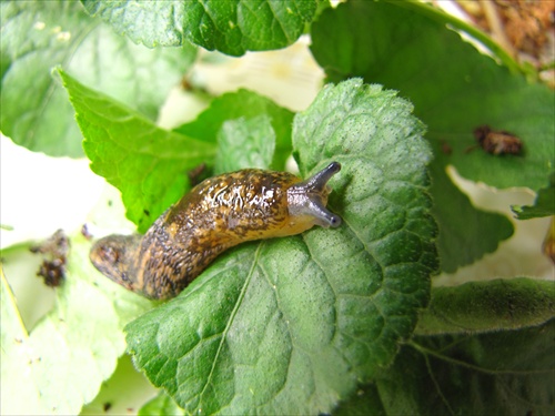 Snail