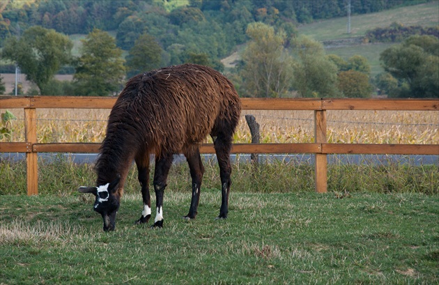 Lama