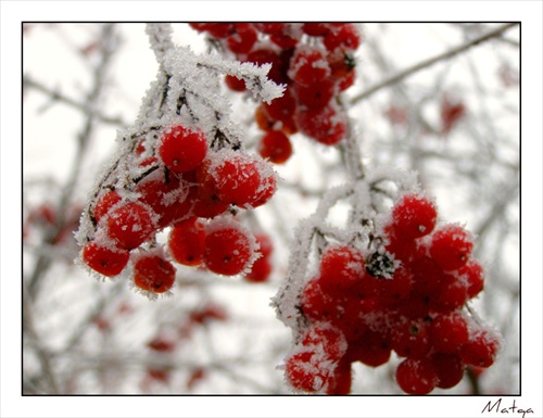 Berries