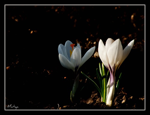 Crocusky