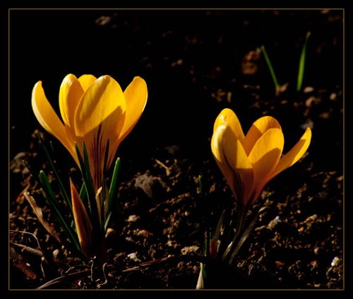 Crocusky 3