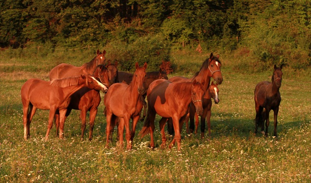 Red Horse