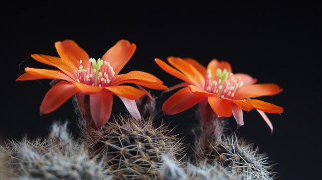 Rebutia...