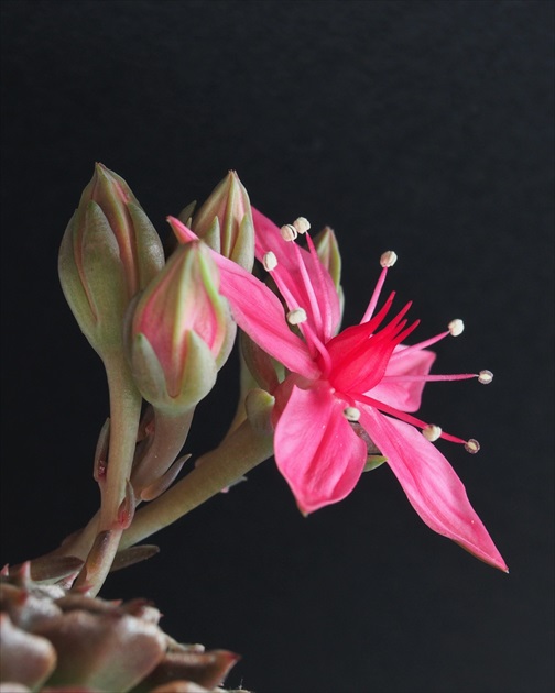 kvetenstvo rastlinky Graptopetalum bellum