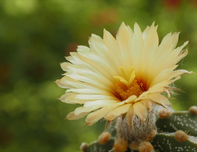 Astrophytum asterias