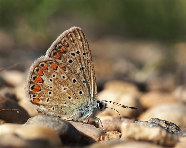 Polyommatus icarus