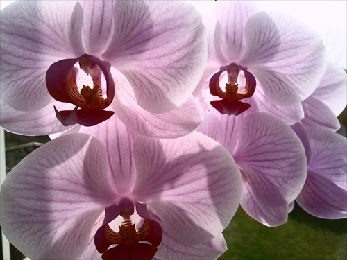 Phalaenopsis