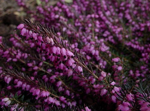 erica tetralix