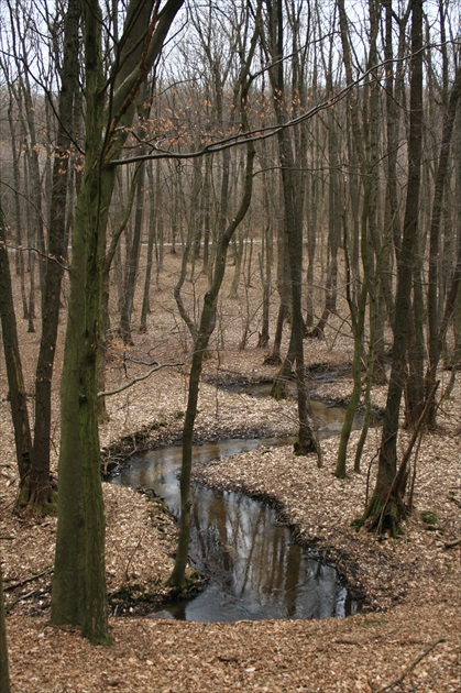 lesná melanchólia