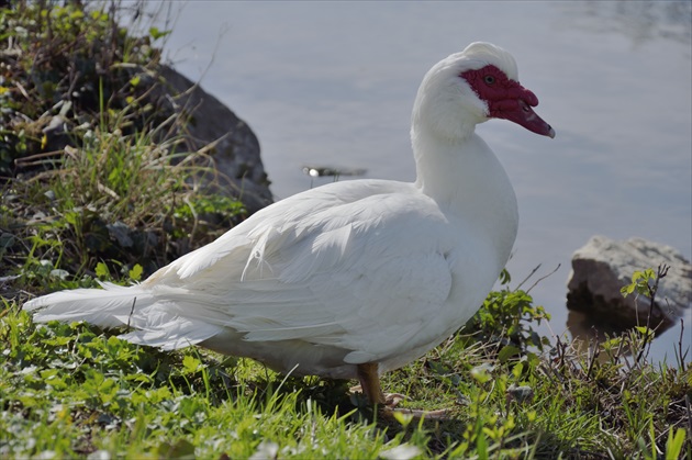 Pižmovka domáca