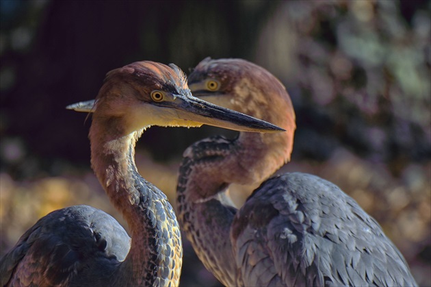 ZOO Bojnice