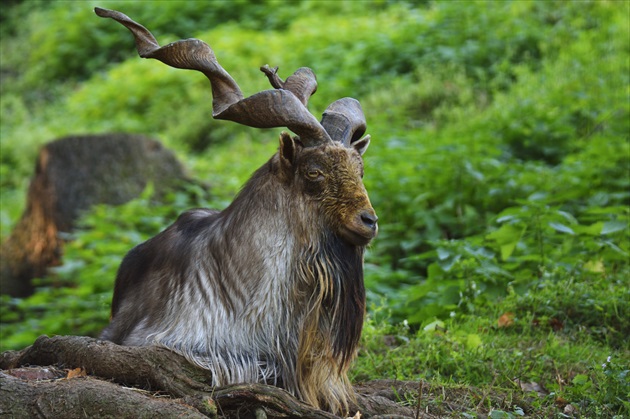 ZOO Bojnice