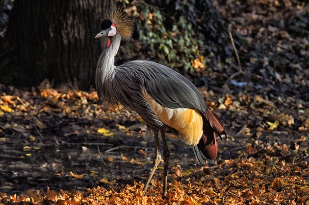 ZOO Bojnice