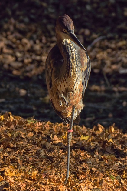 ZOO Bojnice