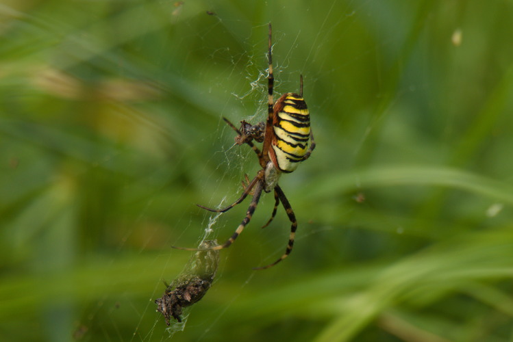 Križiak pásavý (Argiope bruennichi)