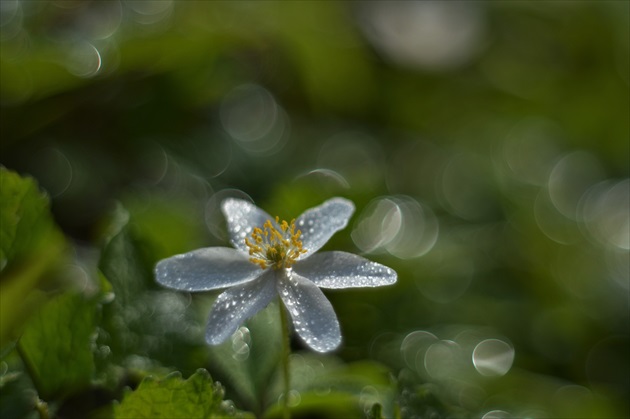 bokeh