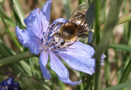 zasnežena pelom