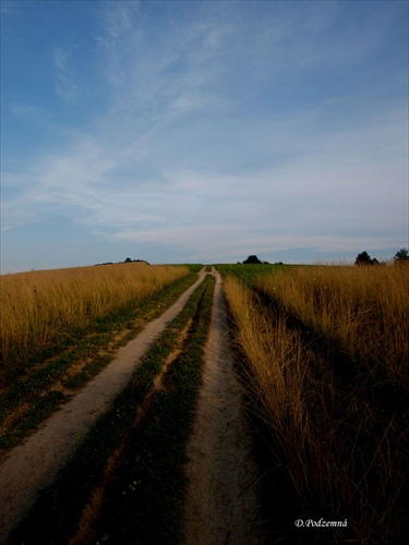 poľná cestička