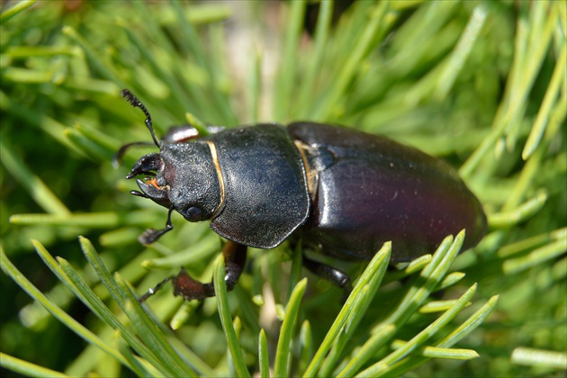 Lucanus cervus (Roháč obecný)-samička