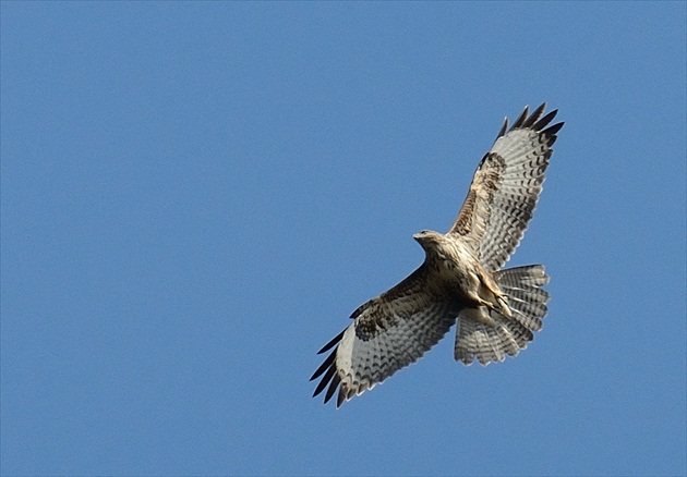 Myšiak lesný (Buteo buteo)