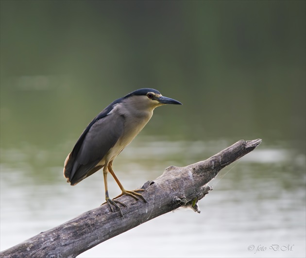 Nycticorax nycticorax