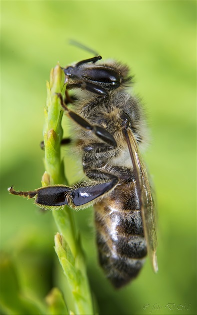 Včelička