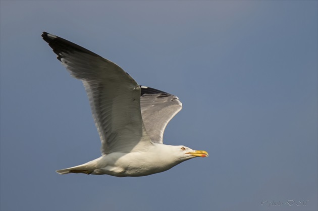 Čajka striebristá (Larus argentatus)