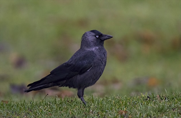 Kavka obyčajná (Corvus monedula)