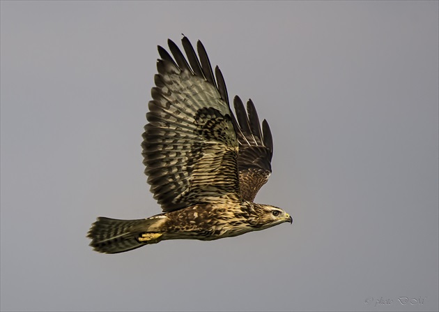 Buteo Buteo