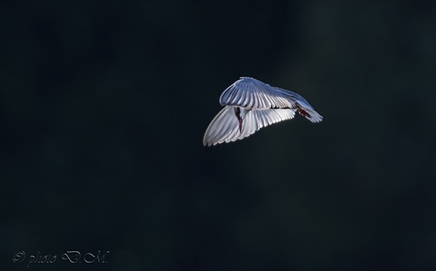 Rybár riečny(Sterna hirundo)