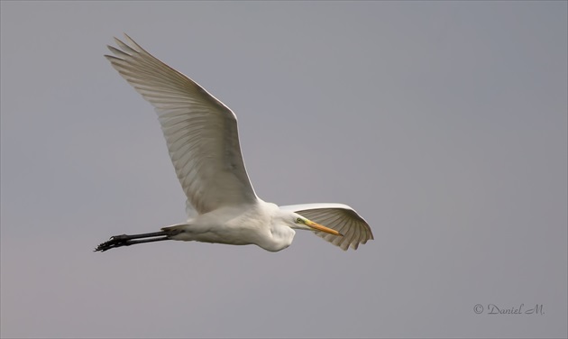 Beluša veľká(Egretta Alba)