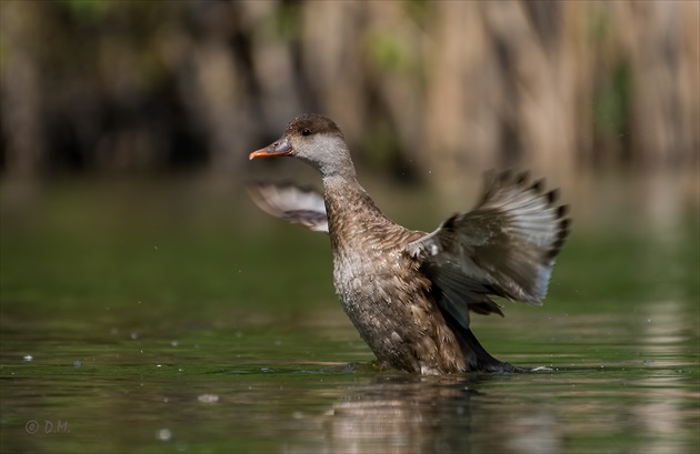 Hrdzavka potápavá(Netta rufina) f.