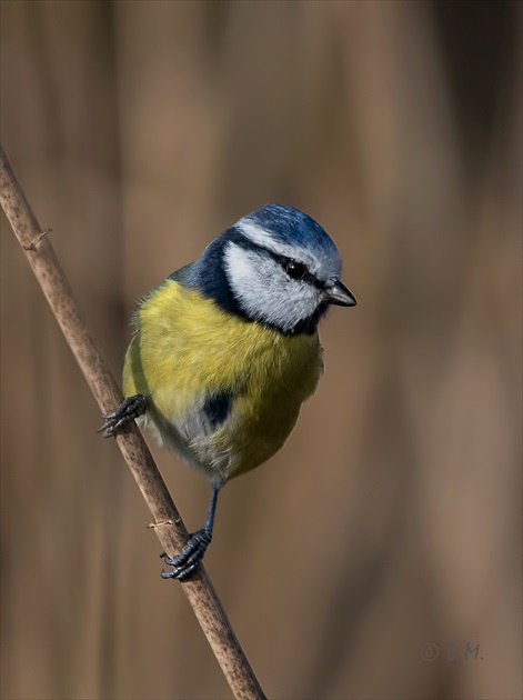 Parus caeruleus(sýkorka belasá)