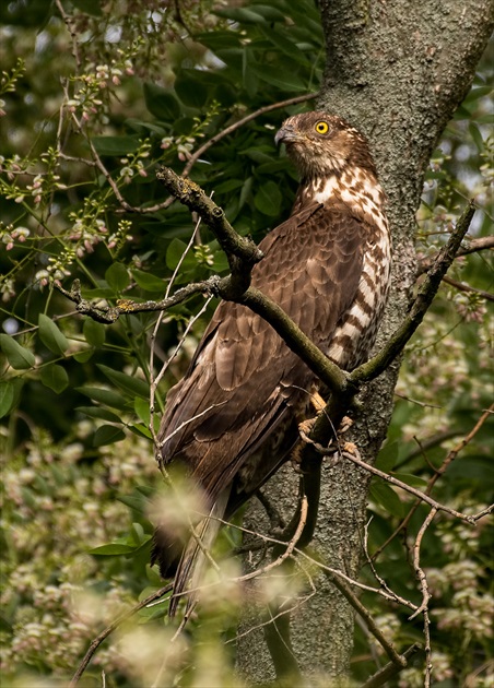 Včelár lesný (Pernis apivorus)