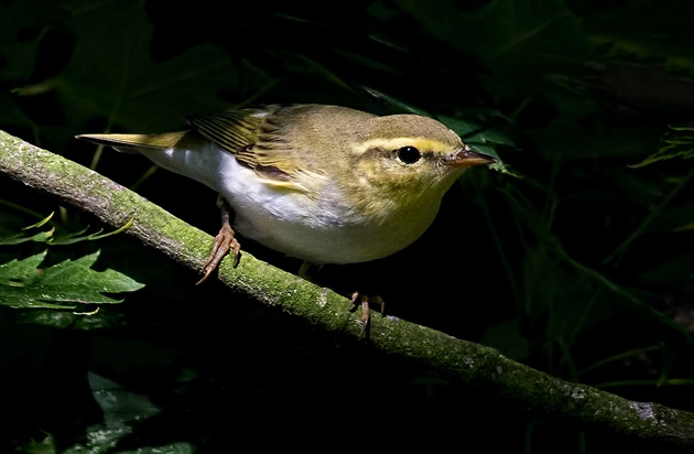 Kolibkárik spevavý (Phylloscopus trochilus)