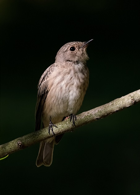 Muchárik sivý (Muscicapa Striata)