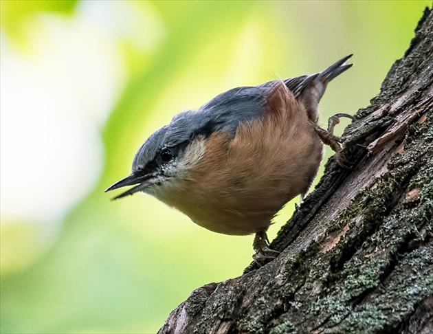 Brhlík lesný (Sitta europaea)