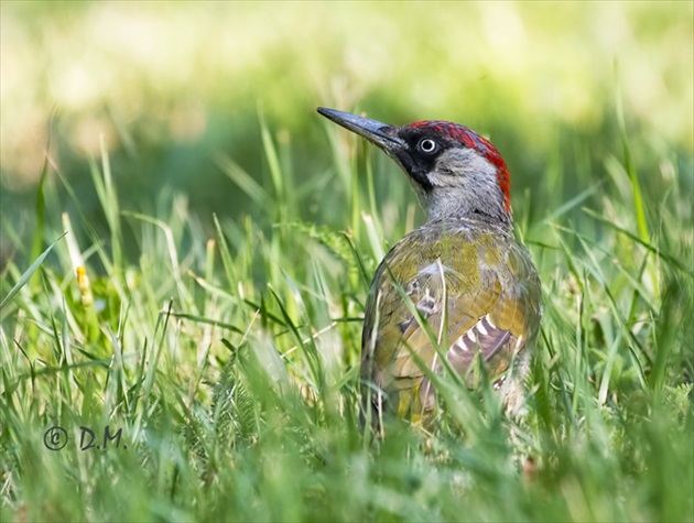 Žlna zelená (Picus viridis)