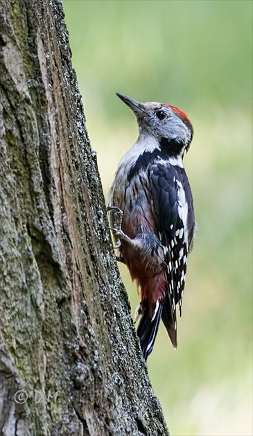 Ďatel prostredný (Dendrocopos medius)