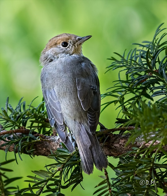 Penica čiernohlavá (Sylvia atricapilla)