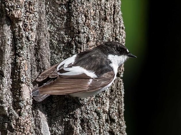 Muchárik čiernohlavý (Ficedula hypoleuca)