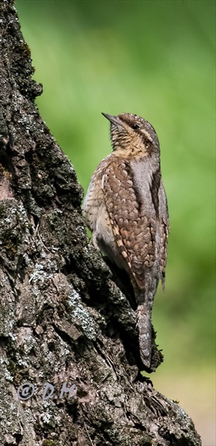 Krutihlav hnedý (Jynx torquilla)