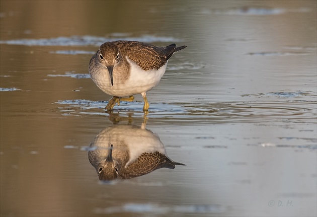 Kalužiak riečny (Actitis hypoleucos)