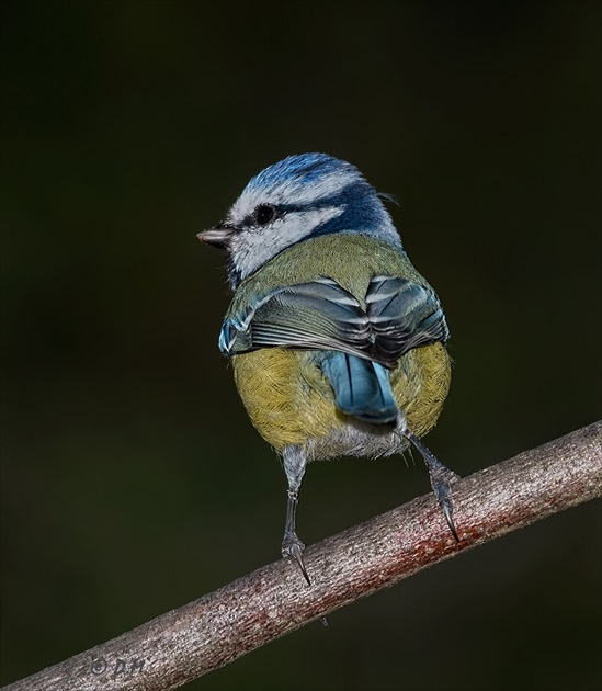 Sýkorka belasá (Parus Caeruleus)