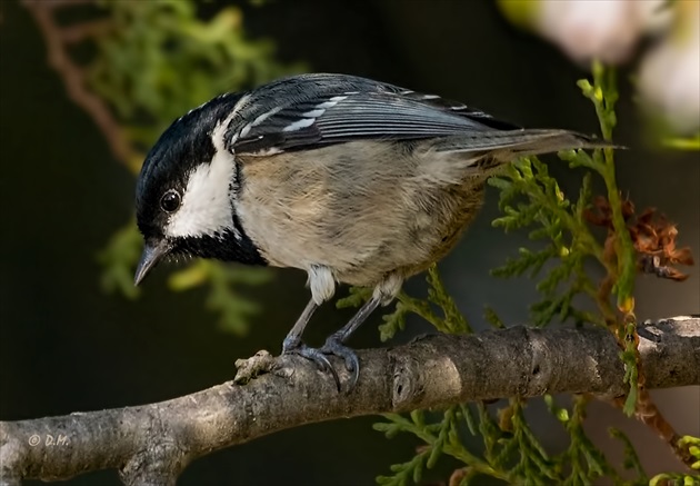 Sýkorka uhliarka (Parus ater)