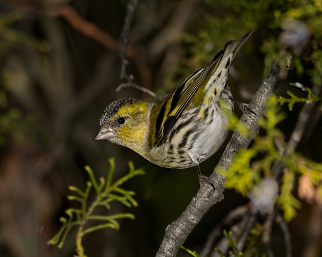 Stehlík čížavý (Carduelis spinus)