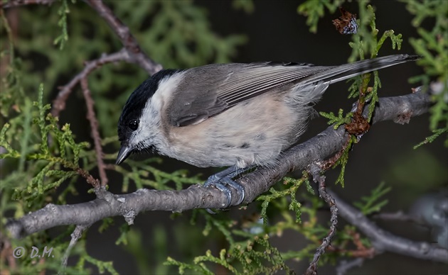 Sýkorka lesklohlavá (Parus palustris)